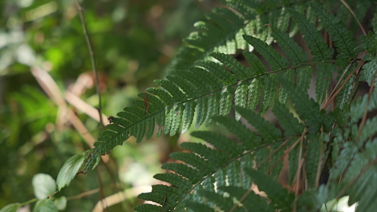 蕨类植物生长在森林里视频素材