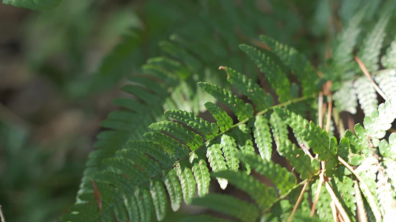 蕨类植物生长在森林里视频素材