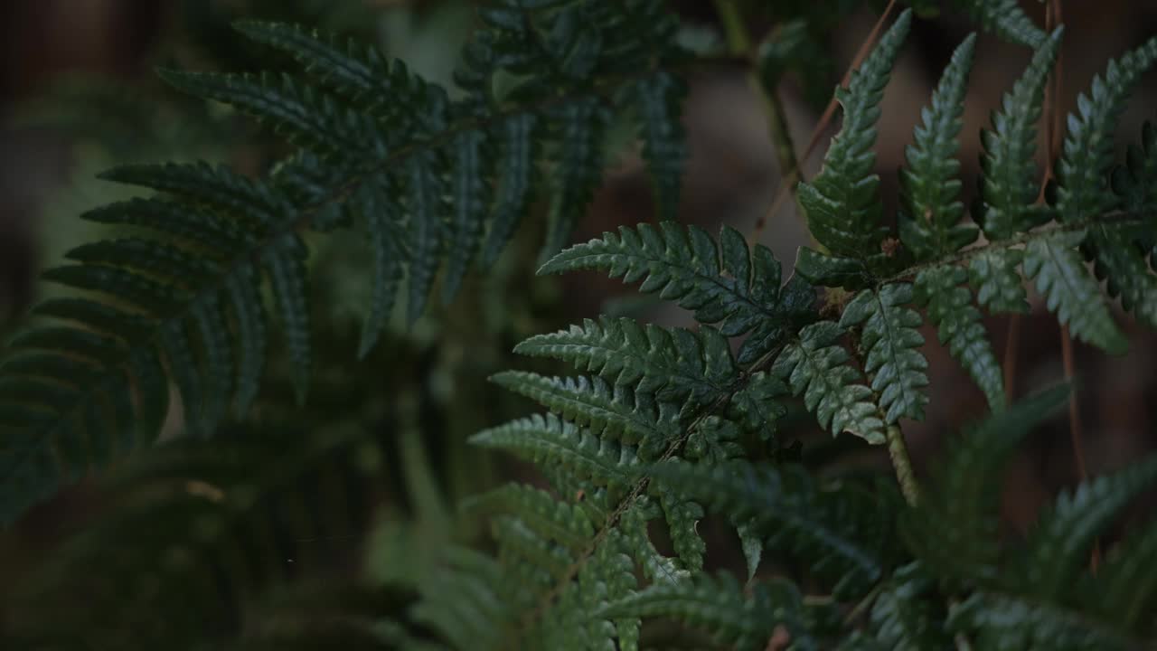 蕨类植物生长在森林里视频素材