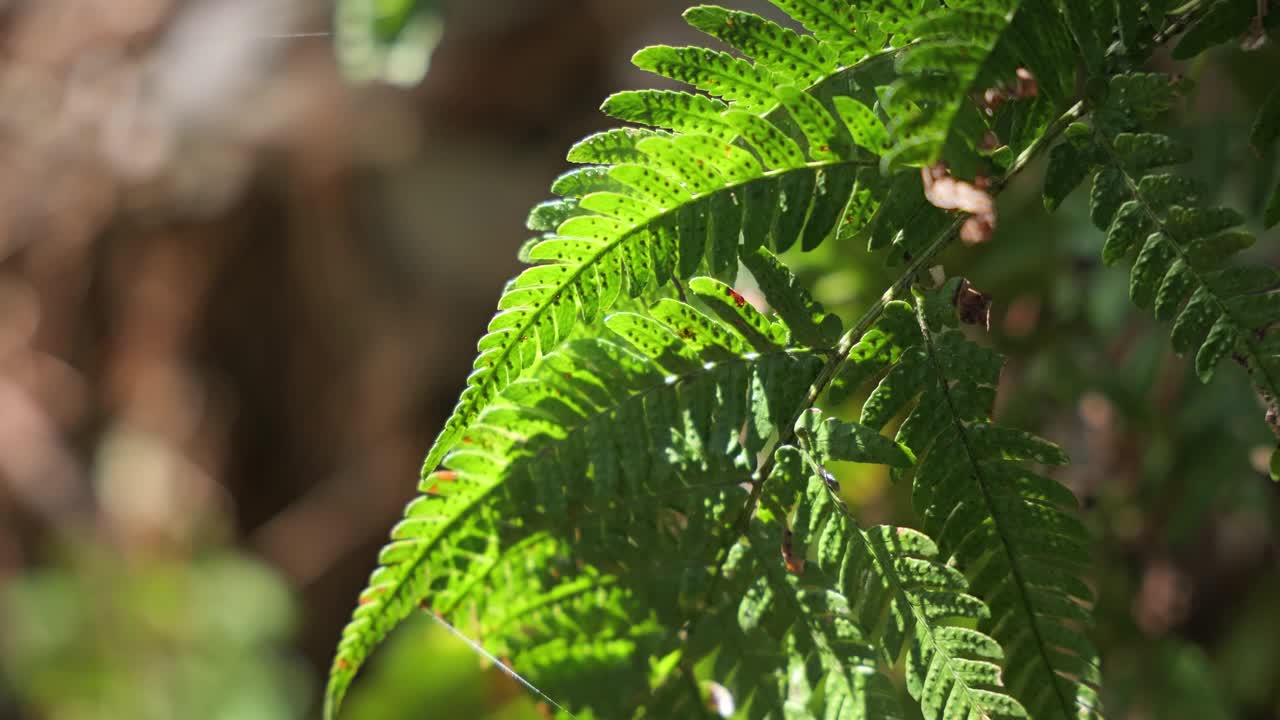 蕨类植物生长在森林里视频素材