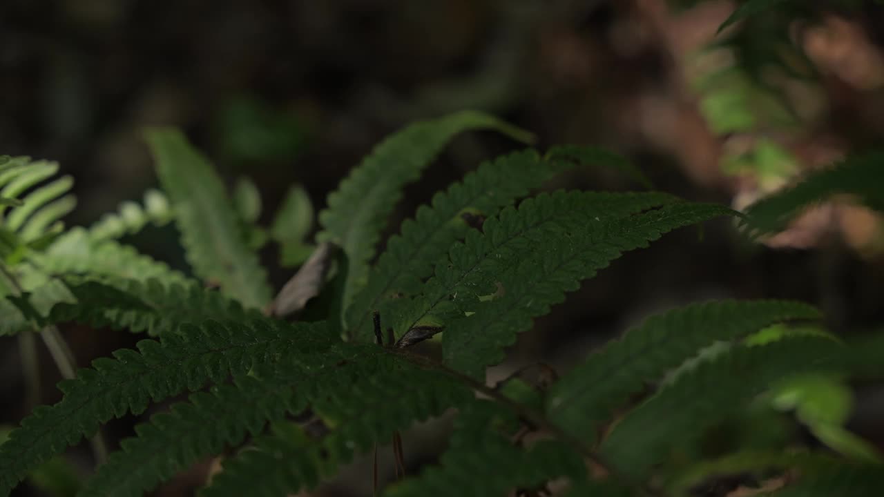 蕨类植物生长在森林里视频素材