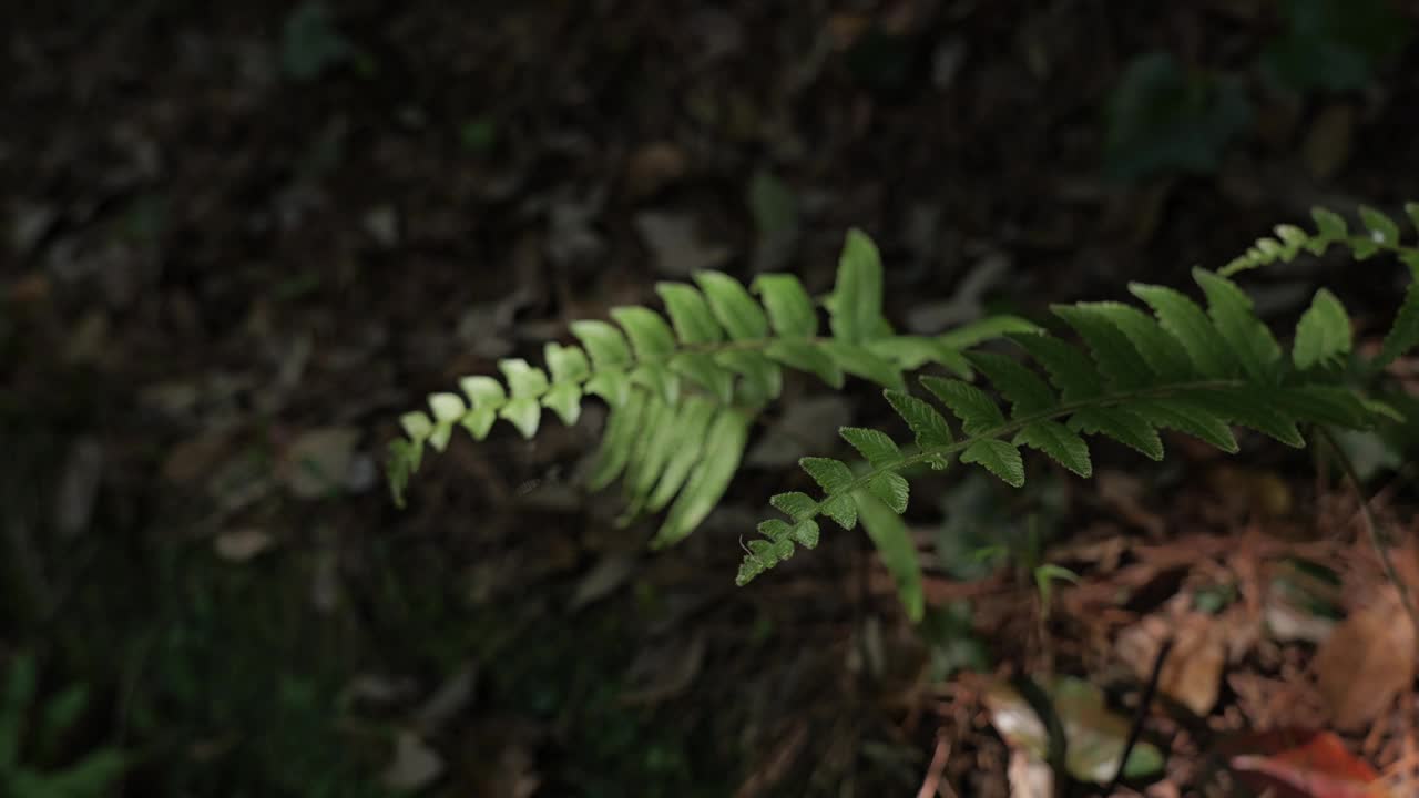 蕨类植物生长在森林里视频素材