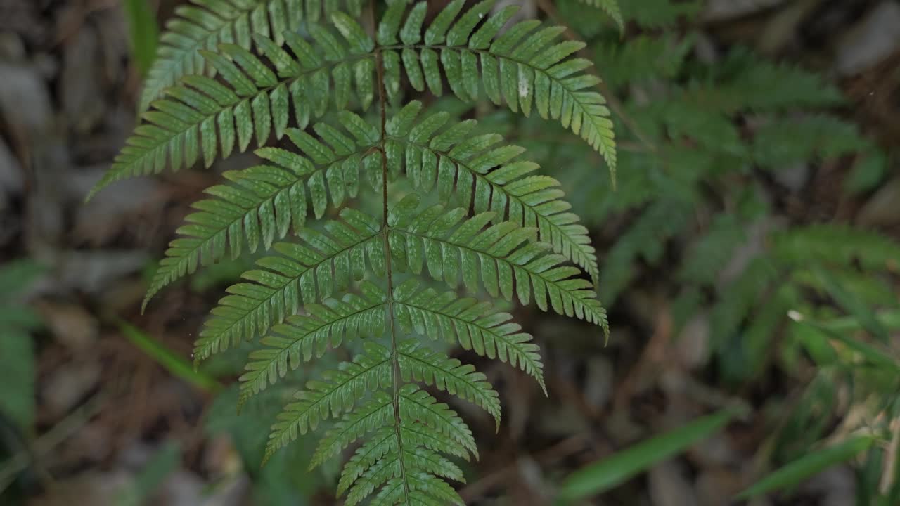 蕨类植物生长在森林里视频素材