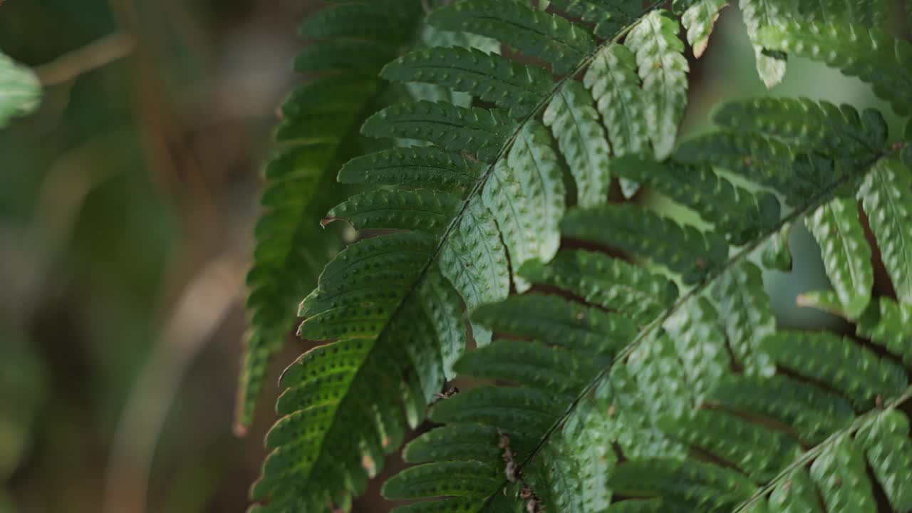 蕨类植物生长在森林里视频素材