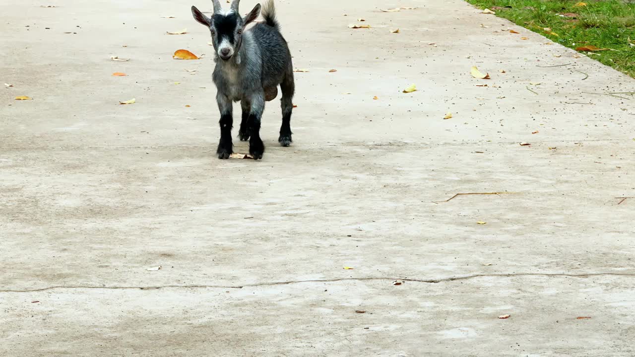 小灰山羊沿着生态农场的小路小跑视频下载