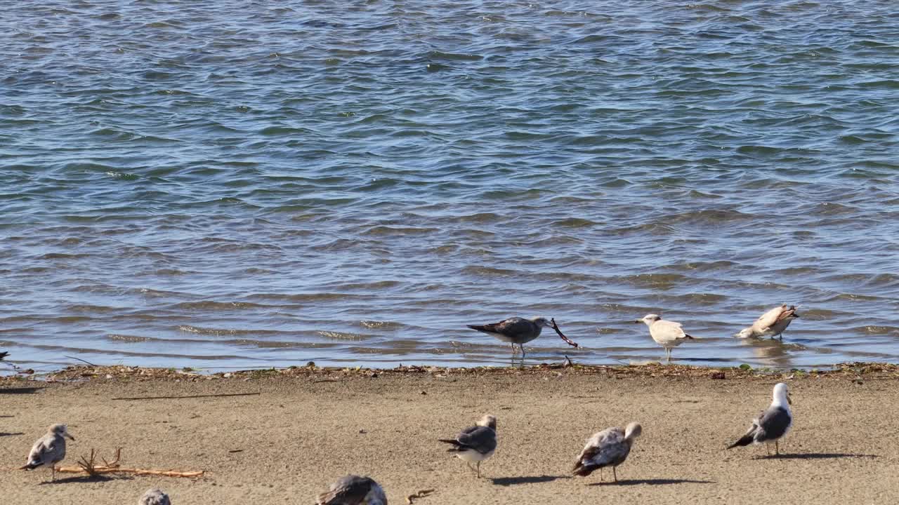 海鸥在海滩上带着一根小树枝。视频素材