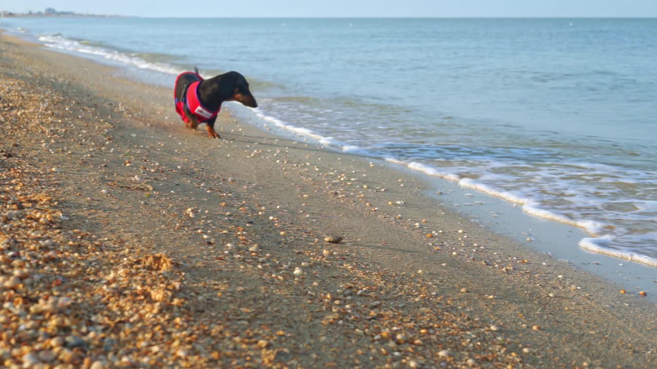 穿着救生员服装的动物在海边躲避海浪视频素材