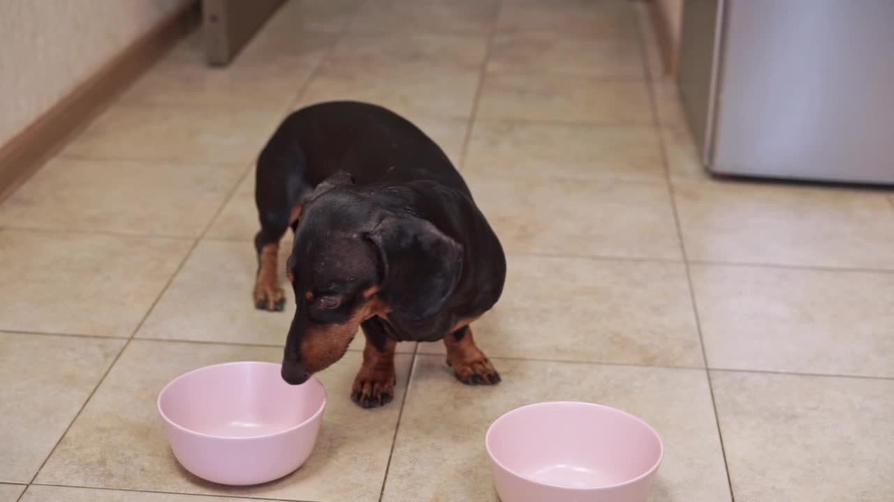 腊肠犬坐在地板上的空碗旁等待食物视频素材