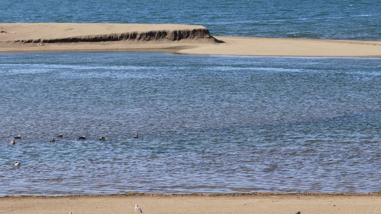 海鸥躲避乌鸦的攻击。视频素材