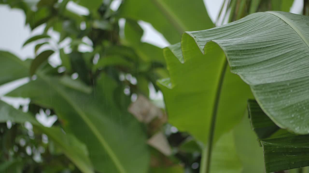 绿叶开花植物的特写视频素材