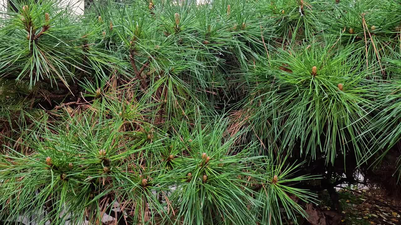 松树生长的季节变化视频素材