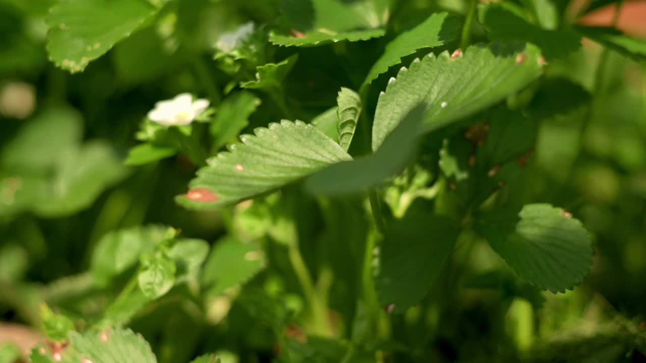 野生草莓花盛开在生机盎然的绿叶中，以小白花为重点，突出了它的纯净和周围茂密的绿色，传达出生长的感觉和春天的美丽。视频素材