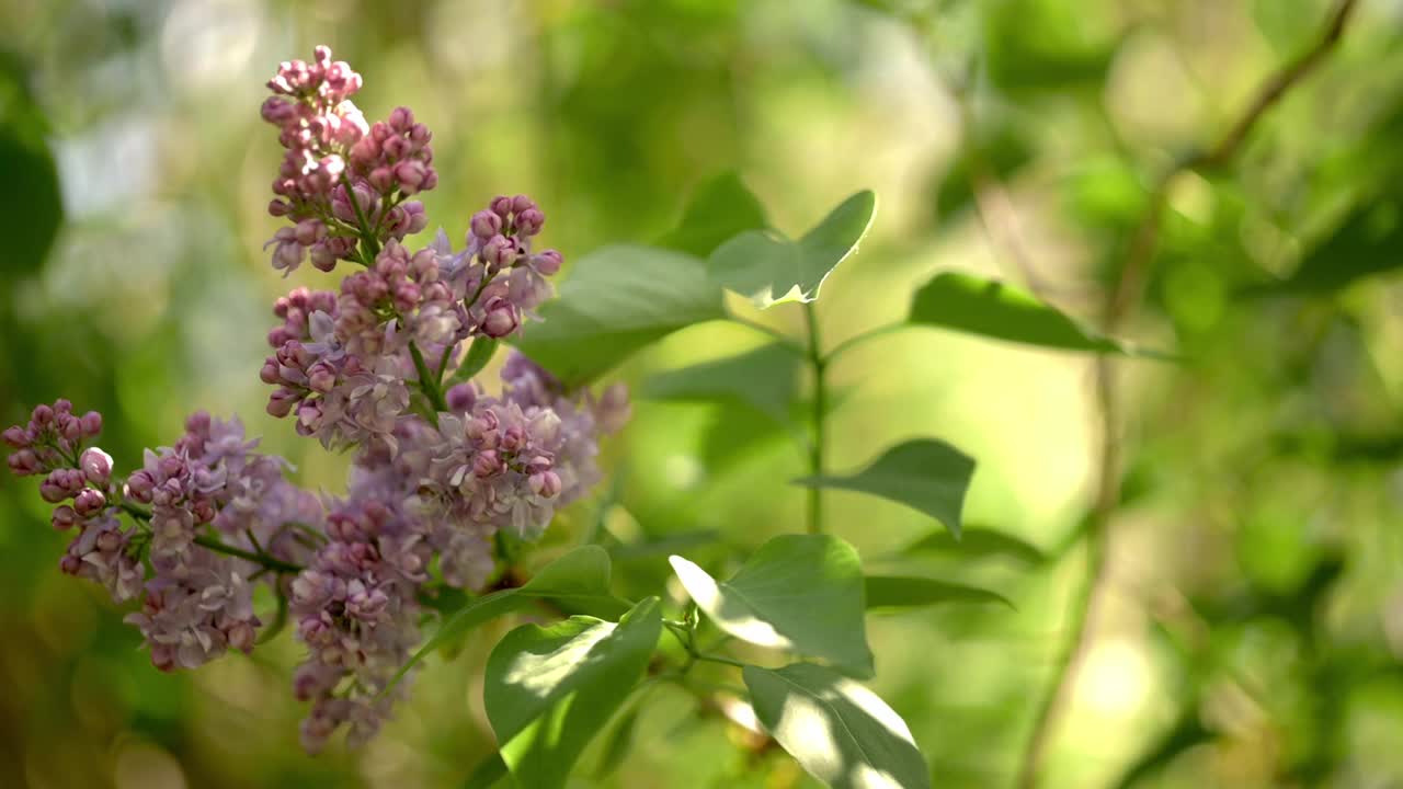 丁香花沐浴在阳光下，依偎在新鲜的绿叶中。鲜艳的色彩和精致的花朵细节，唤起春天的更新和自然美的感觉。视频素材