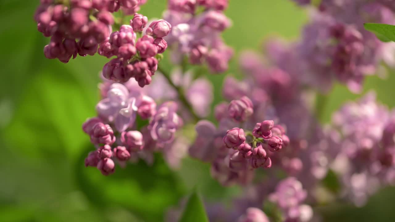 特写图片中，丁香花沐浴在柔和的阳光下，在郁郁葱葱的绿色背景下，突出了精致的粉红色花瓣，温暖的光线增强了早春的自然活力和吸引力。视频素材