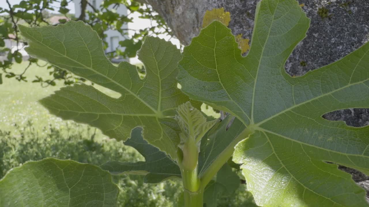 老无花果树上长满了地衣视频素材