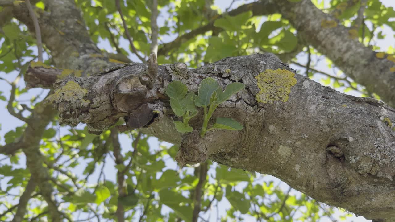 特写:老无花果树枝上长着新的小绿叶和地衣视频素材