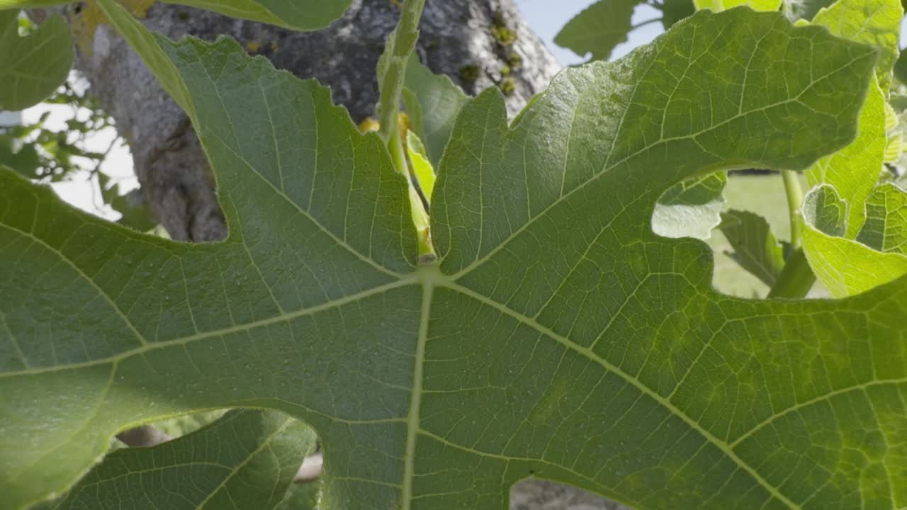 绿色无花果树的叶子，太阳黑子和阴影挂在树枝上视频素材