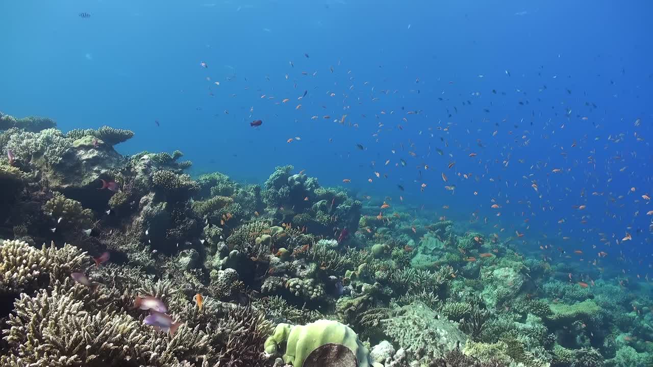 一个美丽的蓝色海洋，有各种各样的鱼在里面游泳视频素材