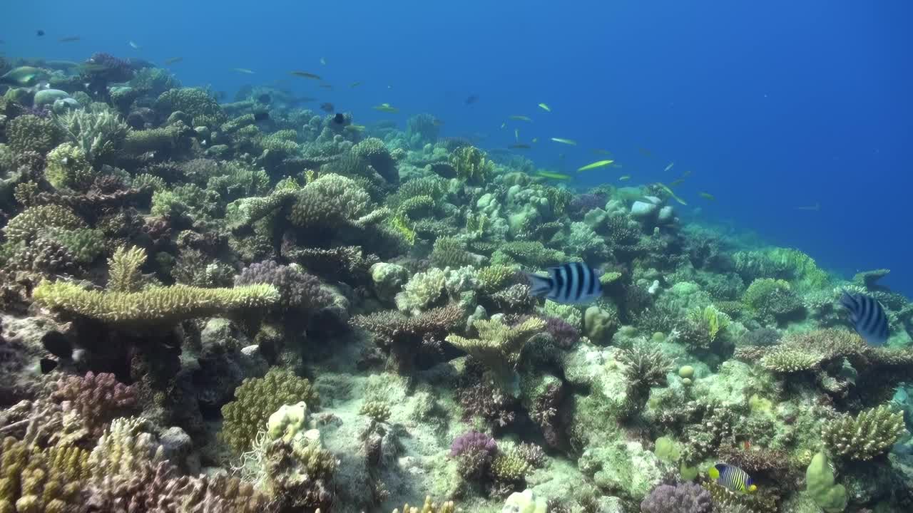 珊瑚礁里充满了生命，包括各种各样的鱼视频素材