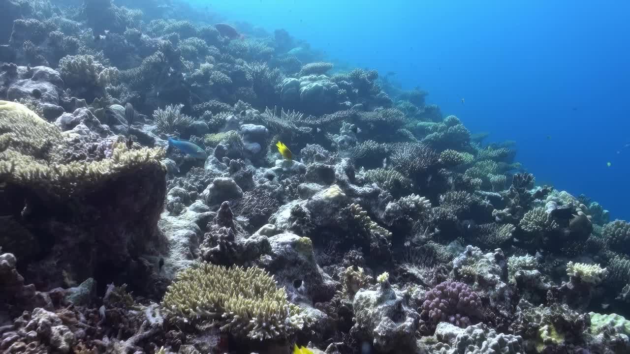 一个珊瑚礁和一条黄色的鱼在水里游泳视频素材