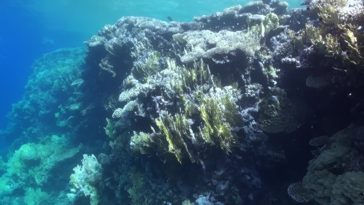 有各种海洋生物的礁石视频素材