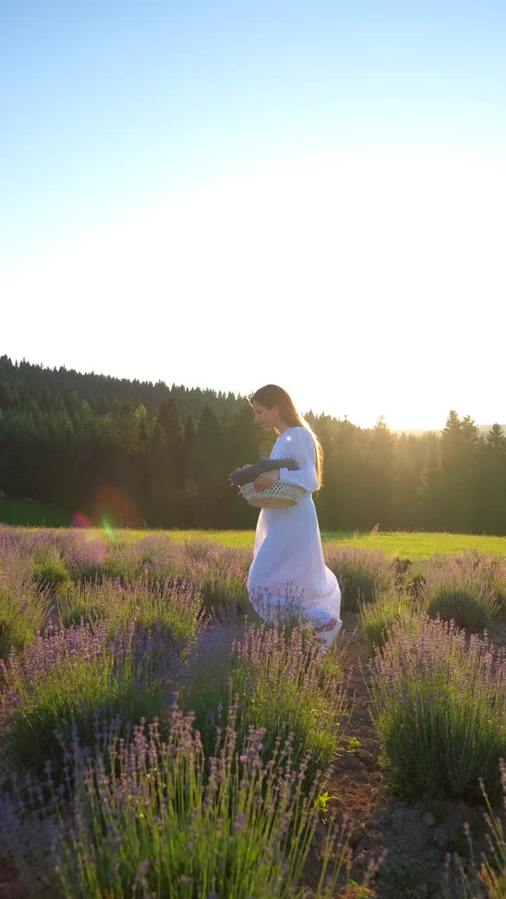 美丽的年轻女孩穿着白色的裙子在夕阳下走过一片薰衣草田视频素材