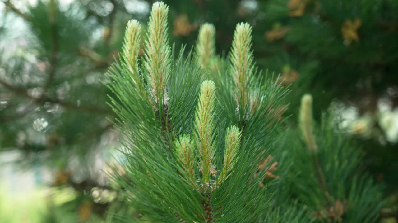 黑松，针叶常绿乔木。季节性的黑松枝上有针叶和球果视频素材