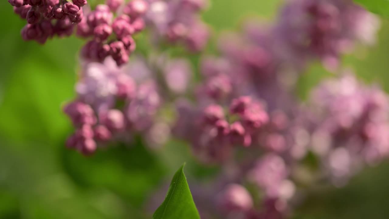 精致的丁香花被捕捉到生动的细节，沐浴在柔和的阳光下，在模糊的绿叶的背景下，春天的清新和充满活力的颜色，突出了丁香花的美丽。视频素材