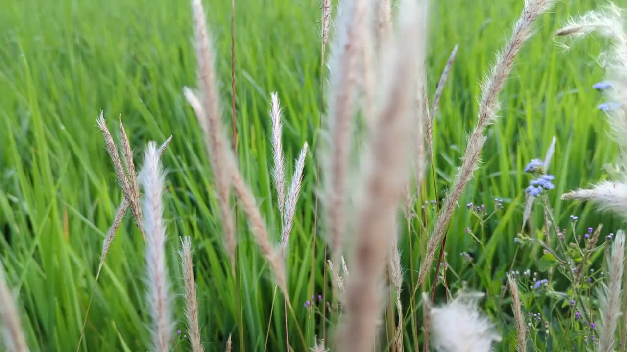 白草花在风中吹，白草花在风中摇摆视频素材