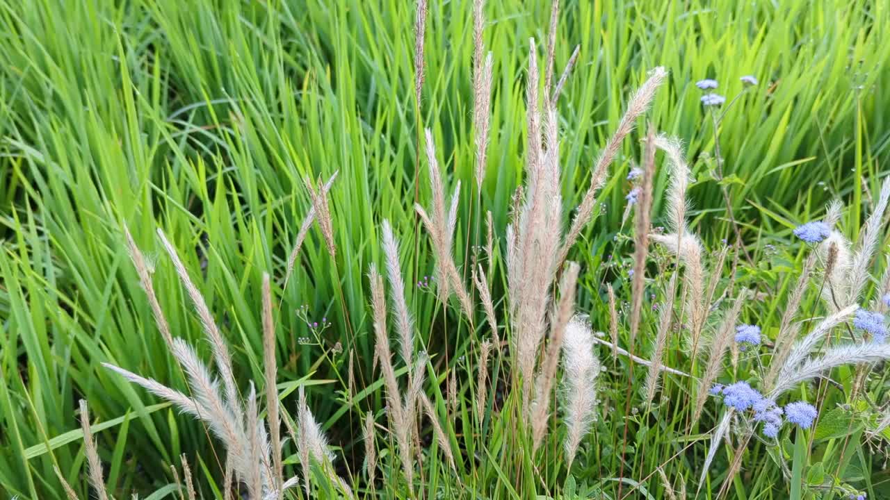 白草花在风中吹，白草花在风中摇摆视频素材