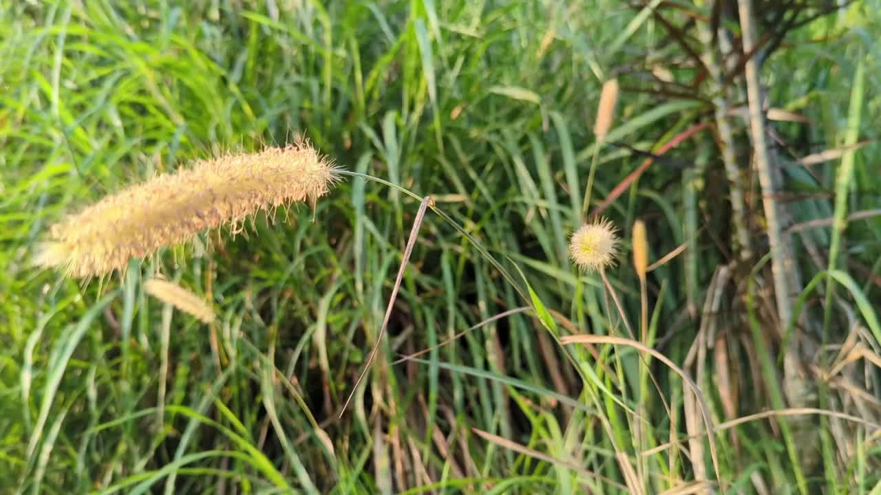 绿尾草的叶子在风中摇曳，绿尾草的叶子在风中摇曳视频素材