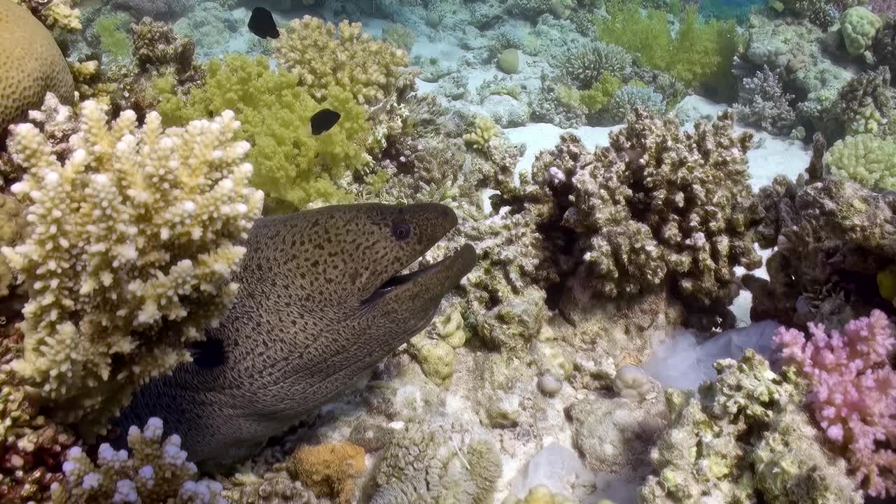 在珊瑚礁间窥视的巨型海鳗视频素材