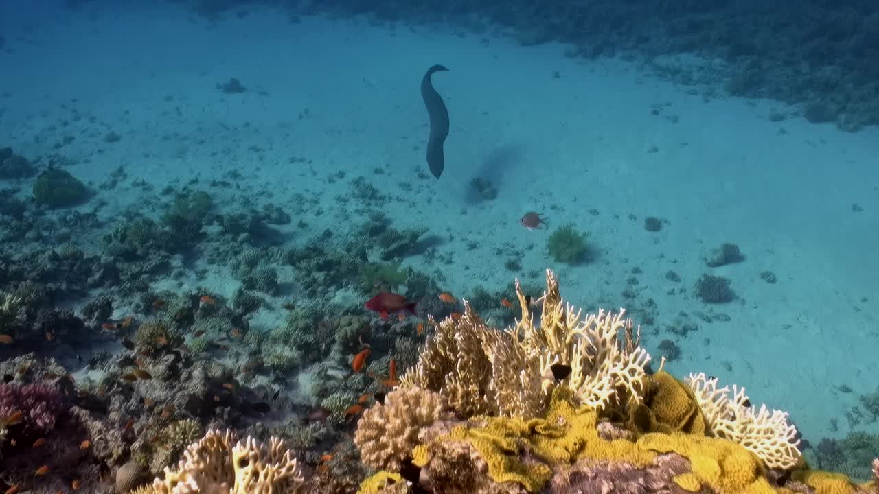 珊瑚礁中的巨型海鳗视频素材