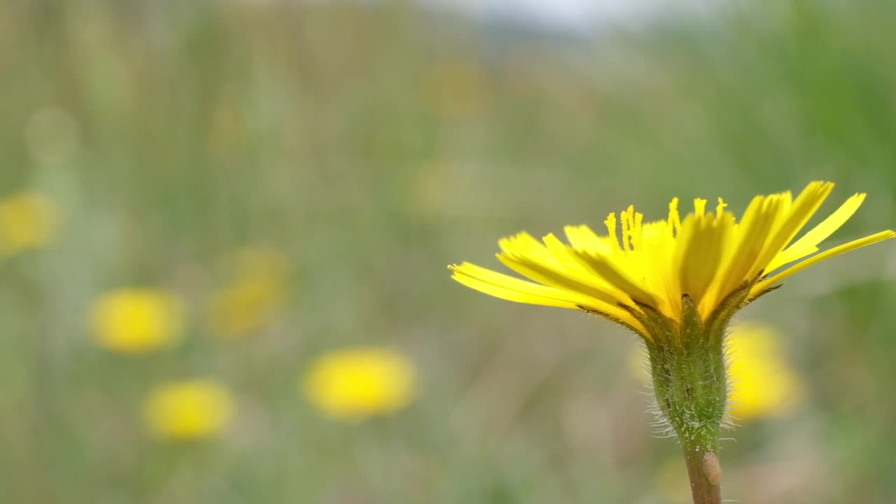 黄花与花瓣在前列视频随风摇曳宁静的自然场景视频下载