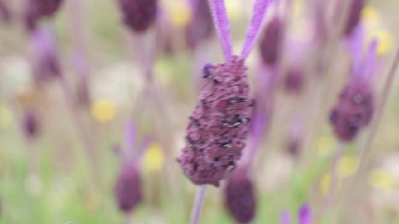 薰衣草紫色花特写视频聚焦前景移动在风中摇曳视频下载