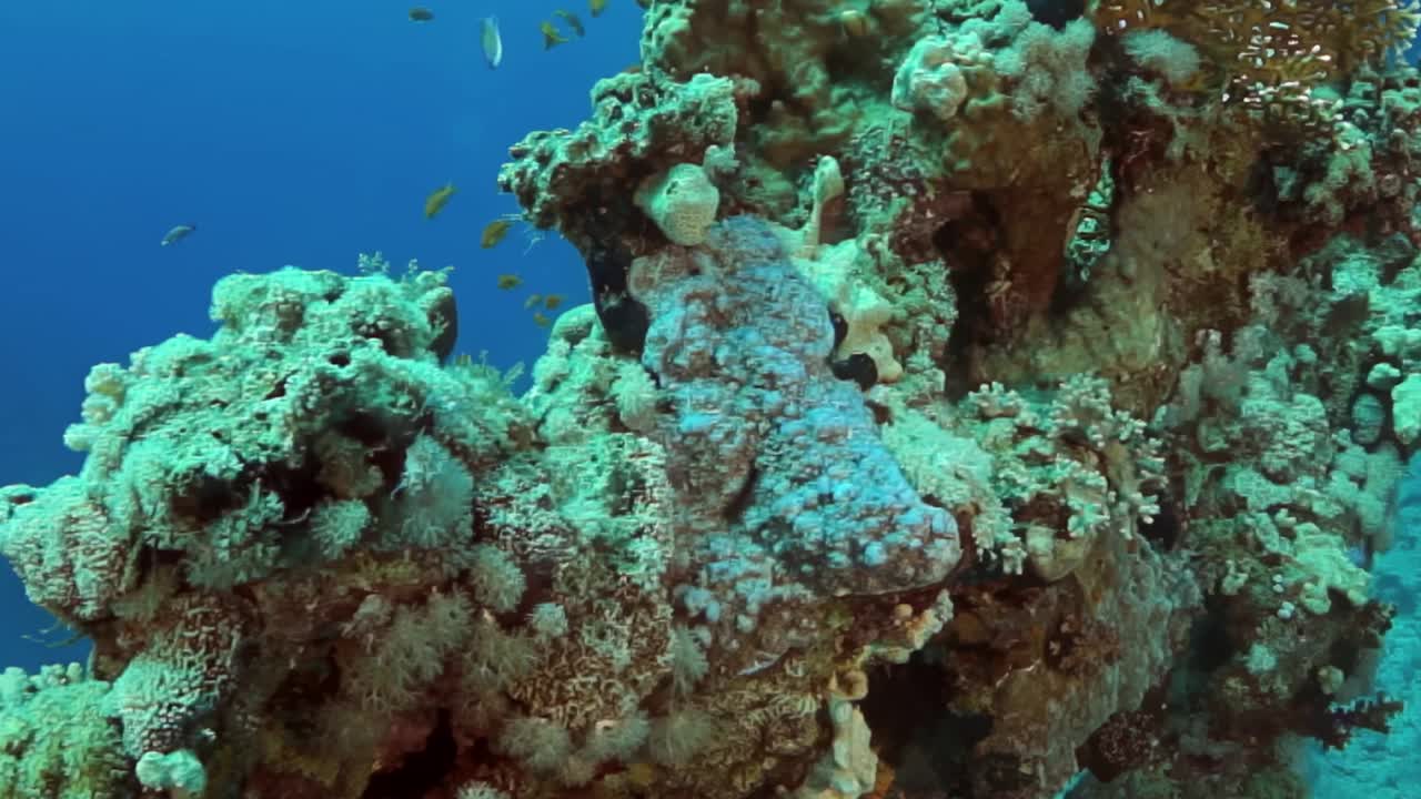 有很多海洋生物的珊瑚礁视频素材