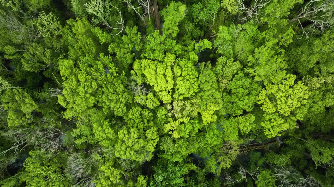 美国田纳西州的大柏树州立公园里郁郁葱葱、茂密的绿色植物鸟瞰图视频素材