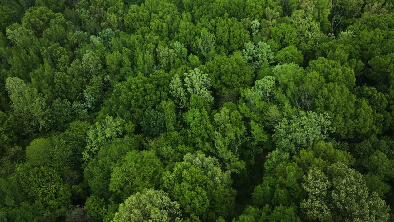 田纳西州大柏树州立公园内郁郁葱葱的绿色植物，鸟瞰图，展示了茂密的森林树冠视频素材