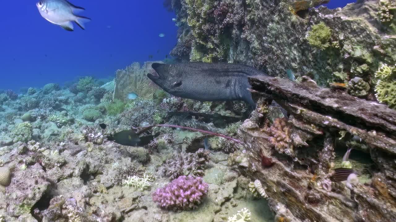 海鳗在沉船附近漫游视频素材