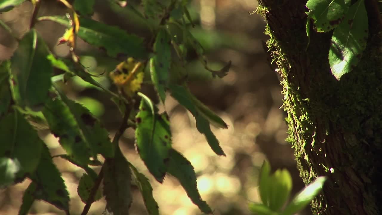 有苔藓和地衣的橡树视频素材