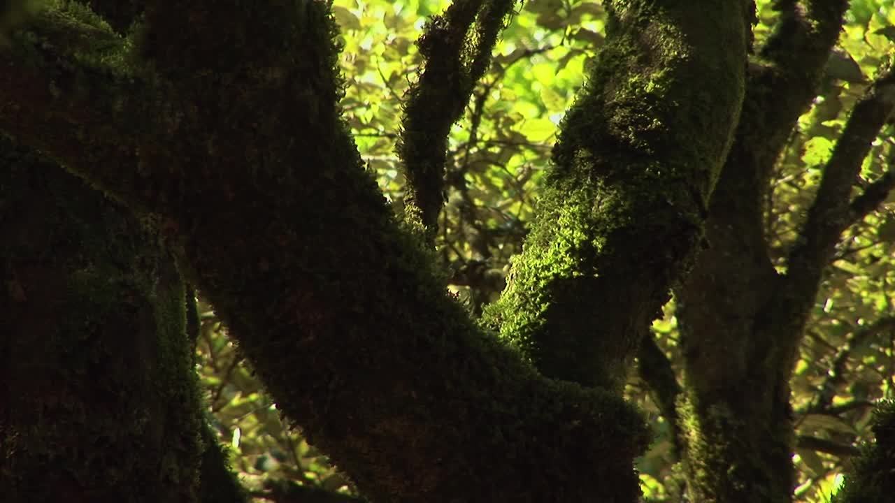 有苔藓和地衣的橡树视频素材