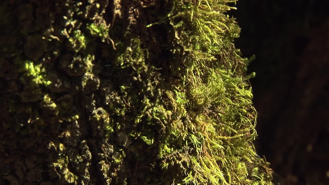 有苔藓和地衣的橡树视频素材