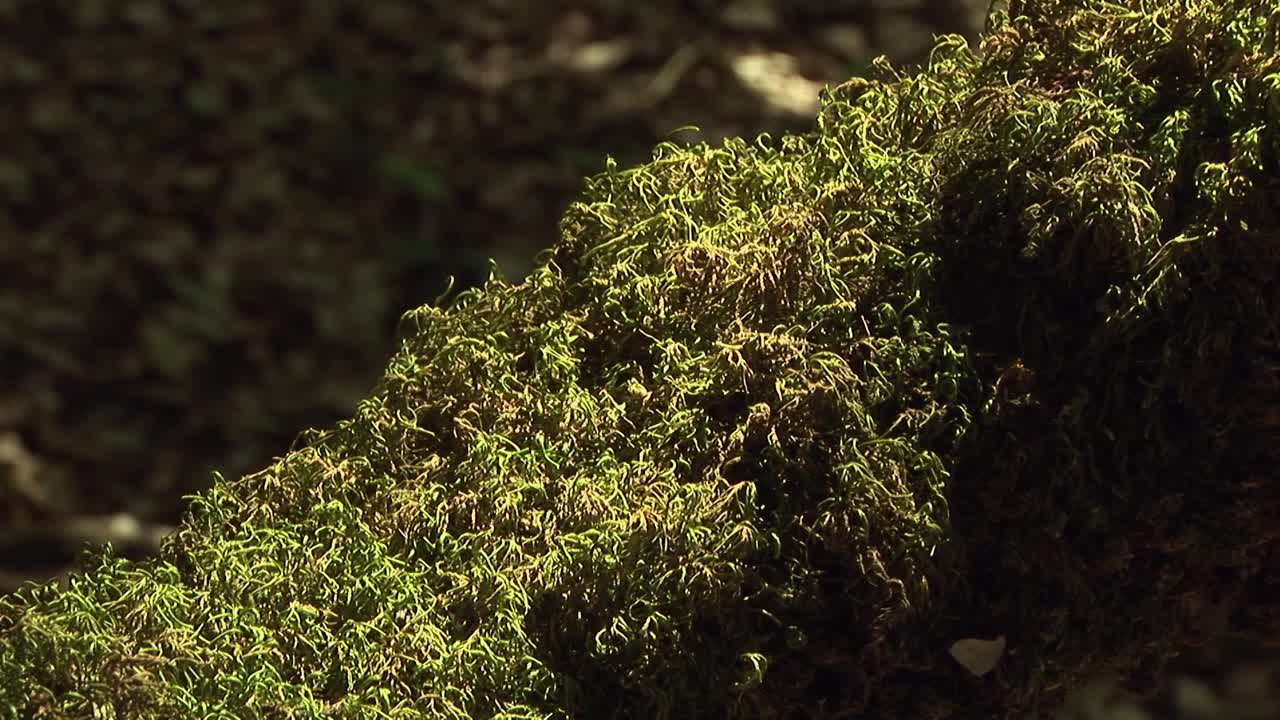 有苔藓和地衣的橡树视频素材