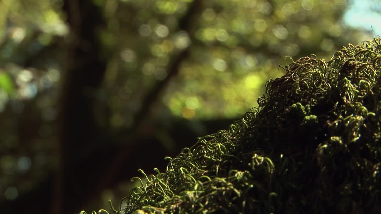 有苔藓和地衣的橡树视频素材