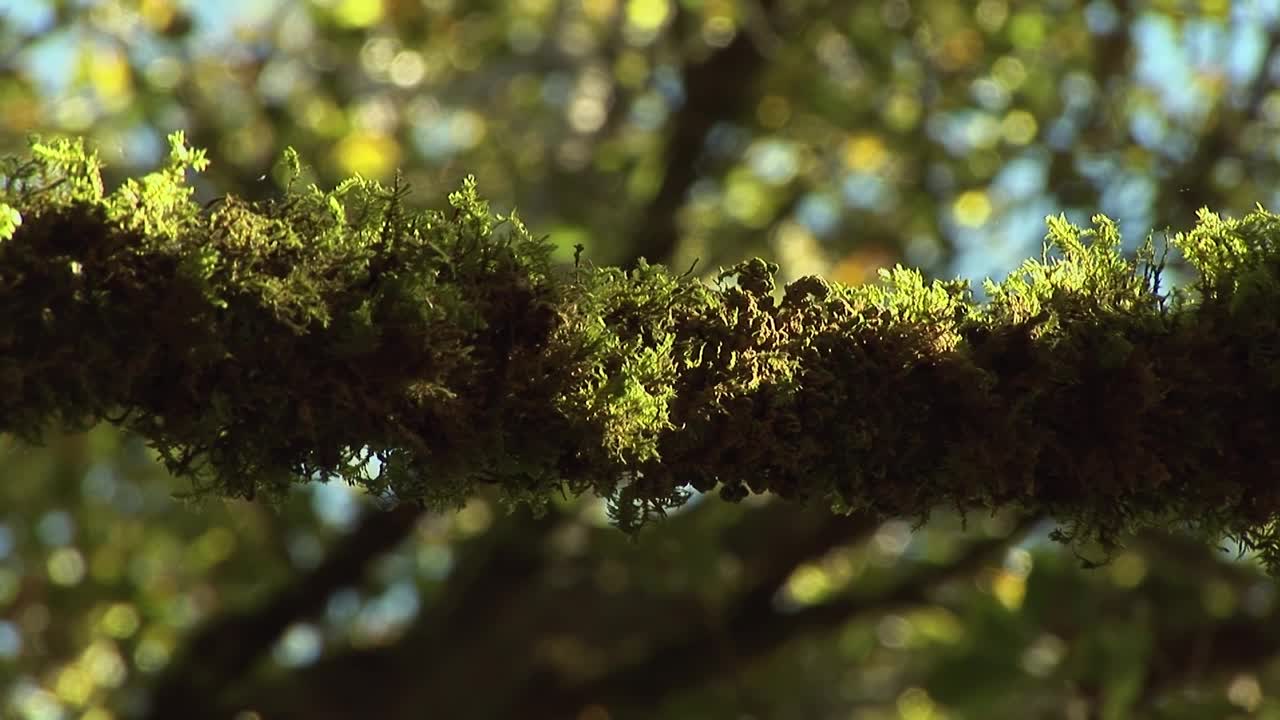 有苔藓和地衣的橡树视频素材