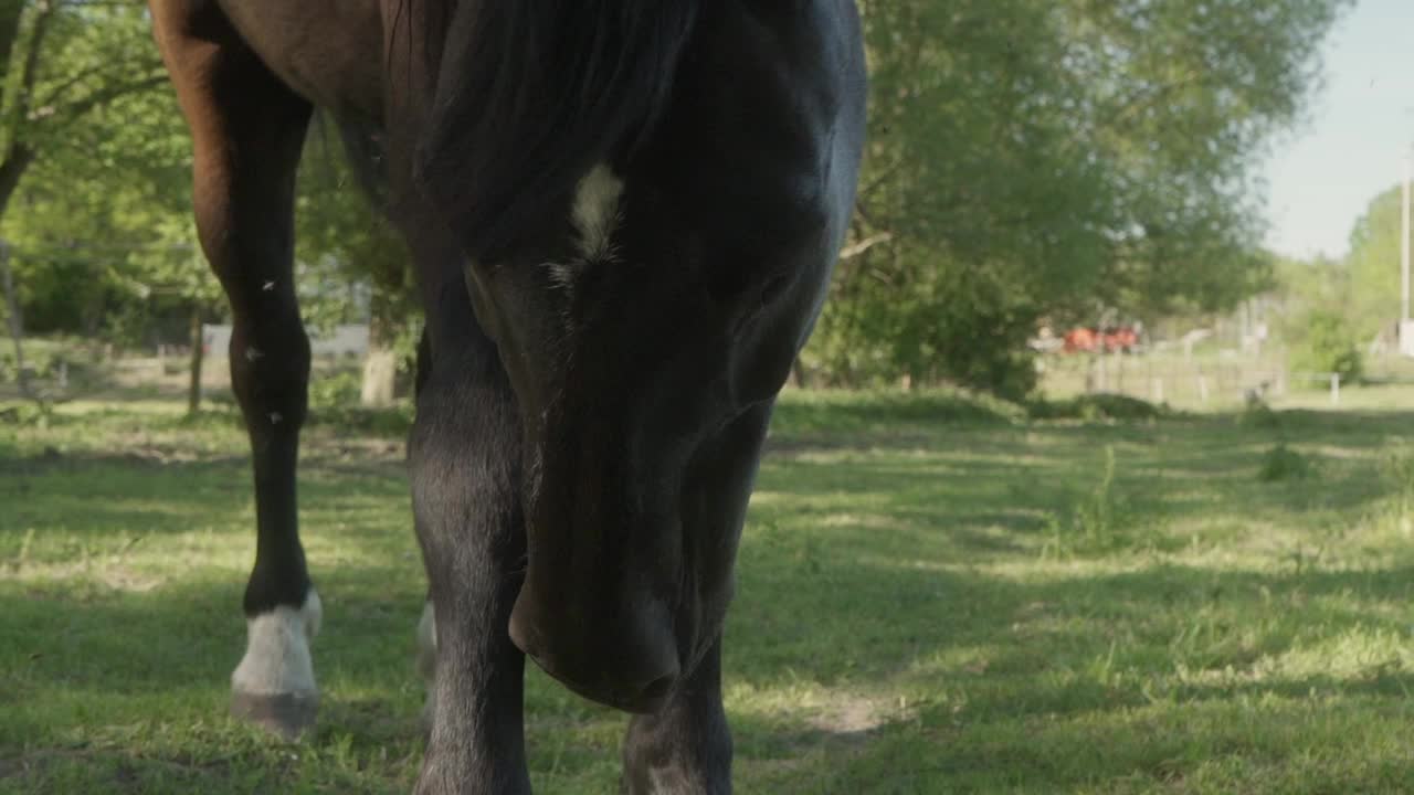 那匹黑马用口鼻在腿上蹭来蹭去。视频素材