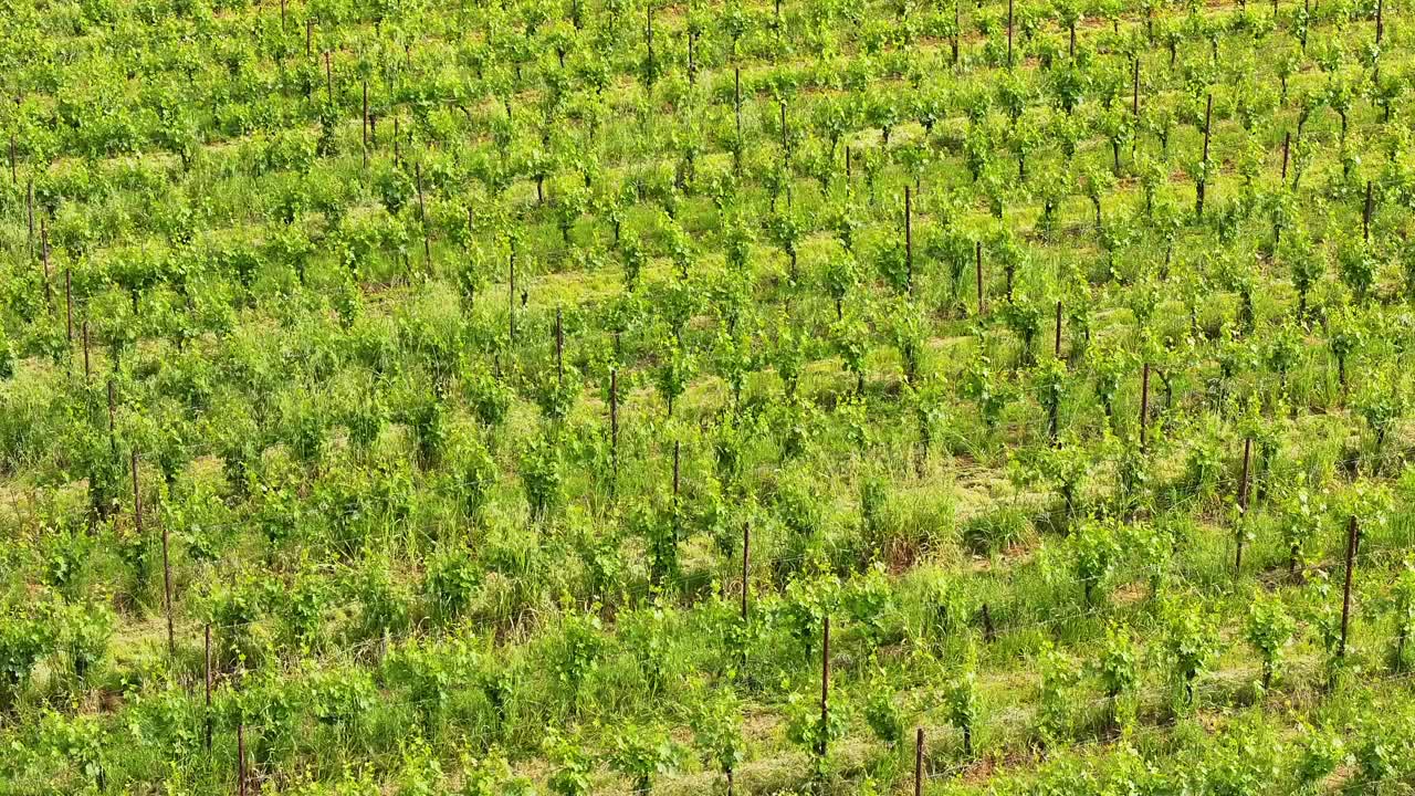 蒙特普尔恰诺葡萄酒产区位于意大利托斯卡纳视频素材