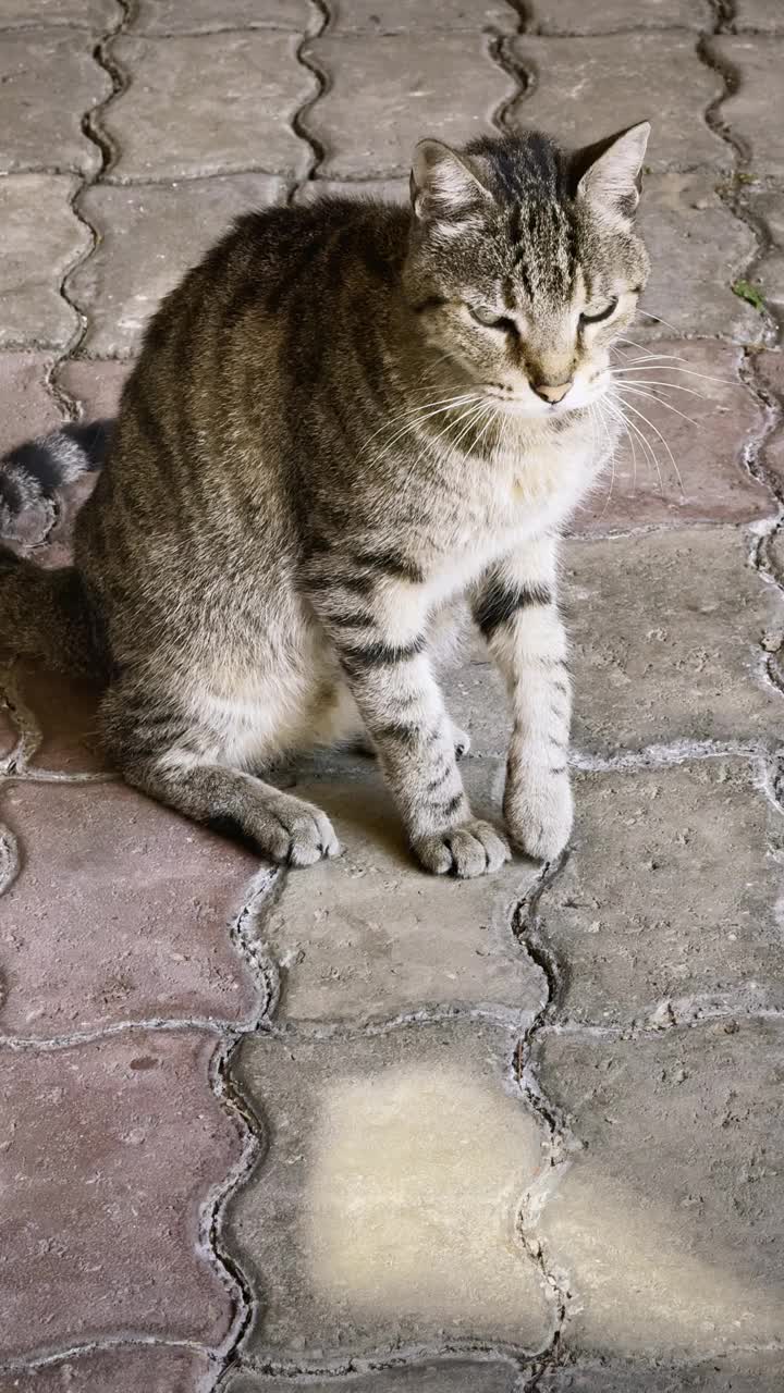 家猫花时间在户外视频下载