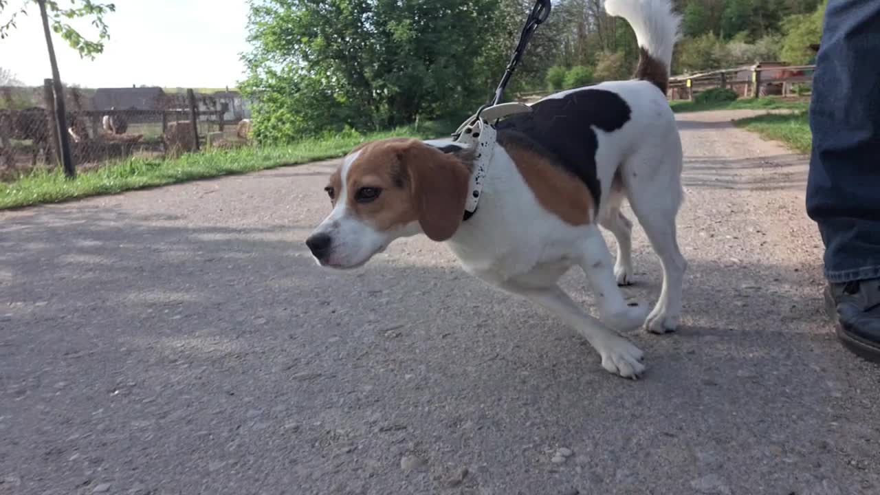 牵着狗在乡间小路上散步，他遇到了一只德国牧羊犬。一条拴着皮带的狗在乡间散步。和一只小猎犬在乡间农场散步。动物之爱的概念教育狗服从。视频素材