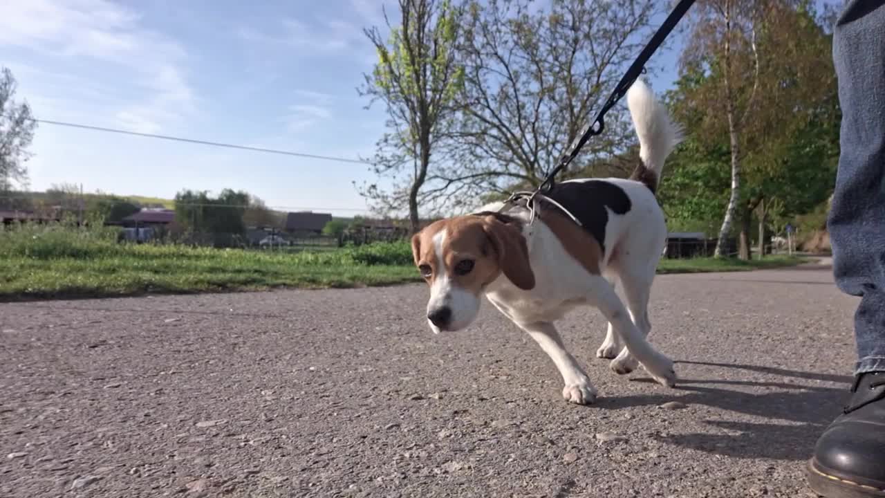 一只狗在乡间散步。和一只小猎犬在有马的农场周围散步。爱护动物和爱护动物的观念。视频素材